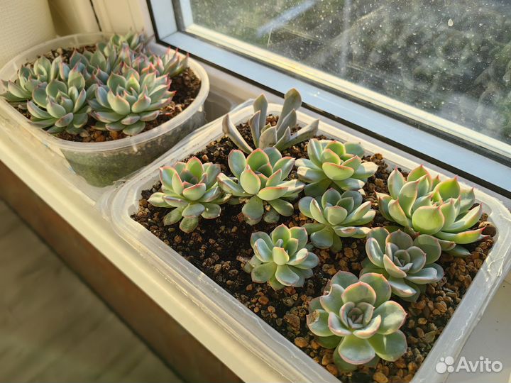Суккуленты часть 3