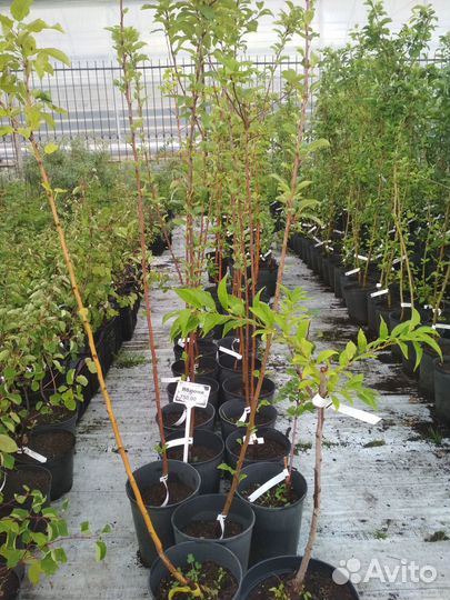 Саженцы яблони, груши, малины в ассортименте