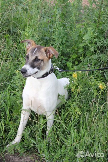 Красавица Кора в добрые ручки