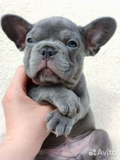 Французский бульдог лиловые мальчики