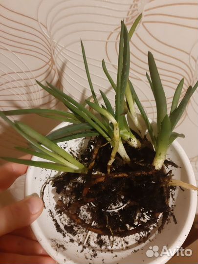 Алоэ вера растение