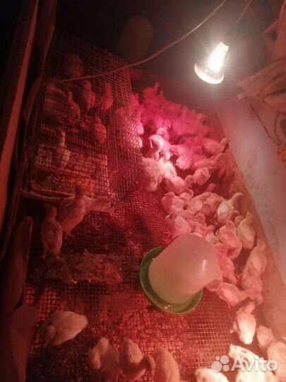 Индюшата супер-тяжёлый крос суточные и подрощенные