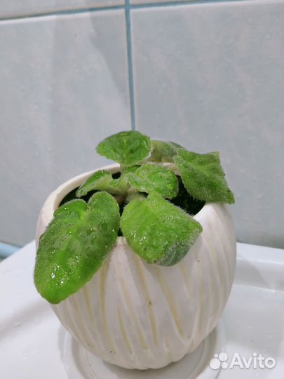 Фиалки с цветками в горшках