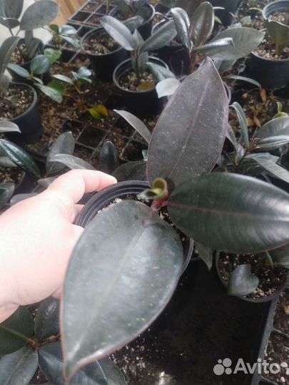 Рассада фикусов