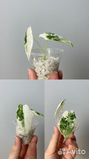 Алоказия фрайдек вариегатная