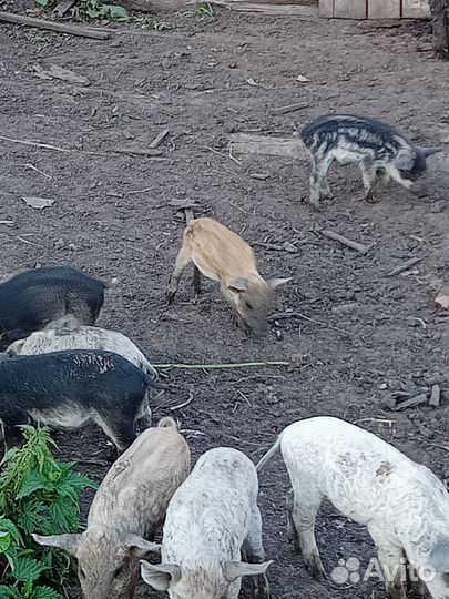 Поросята венгерской мангалицы