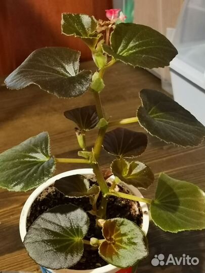 Бегония розовая с бесплатной доставкой