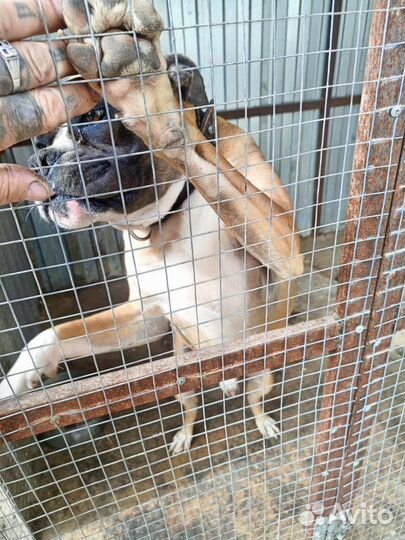 Боксер Вязка