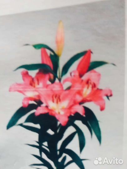 Лилии голландские 1.2-2 метра