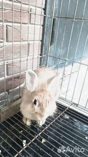 Декоративный кролик