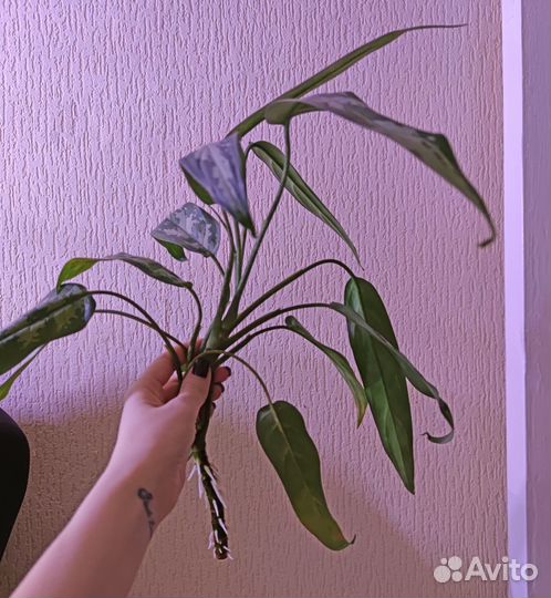 Черенки домашних растений с корнями