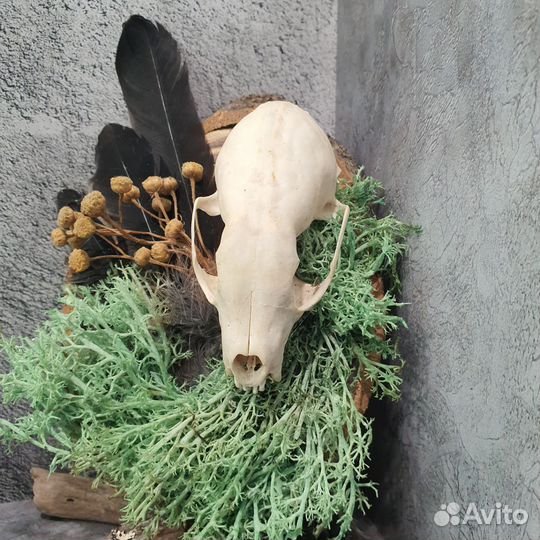 Панно с черепом куницы