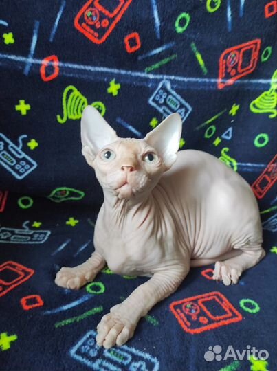 Счастье в дом