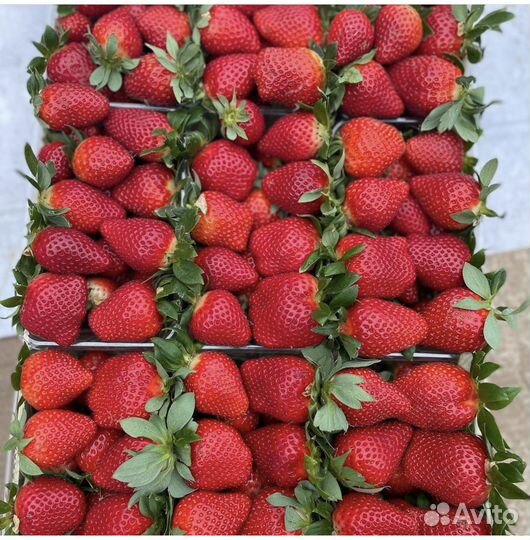 Клубника свежая Азербайджанская