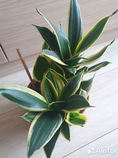 Сансевиерия ханни крео