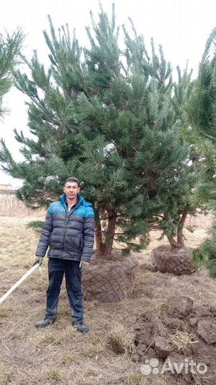Сосна Норвежская 3-4м крупномеры