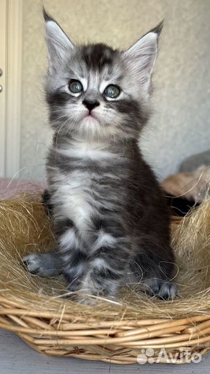 Котята мейнкуна