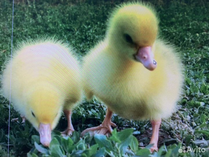 Индюшата суточные. Бройлеры подрощенные
