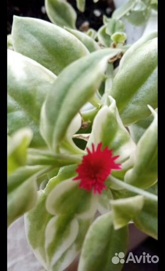 Аптения вариегатная