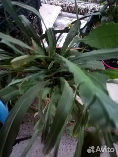 Продаю, домашние цветы