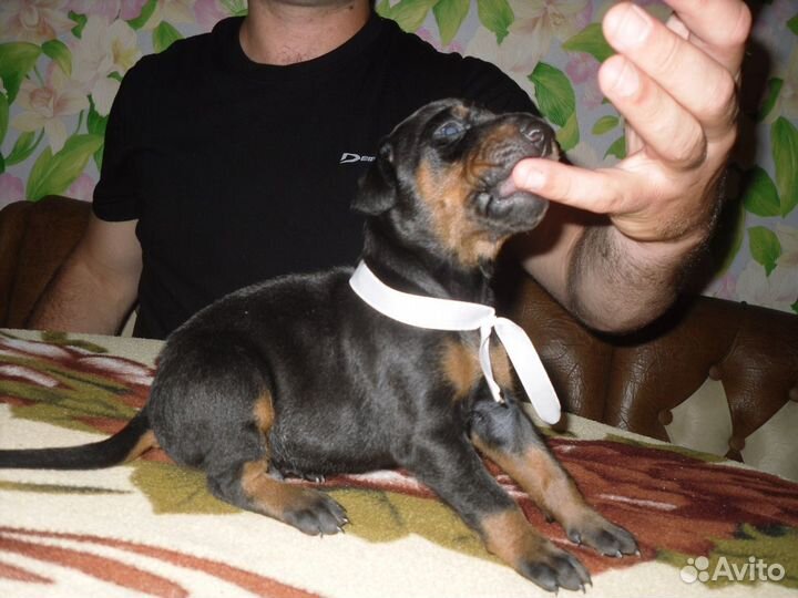 Продаю щенков доберманов