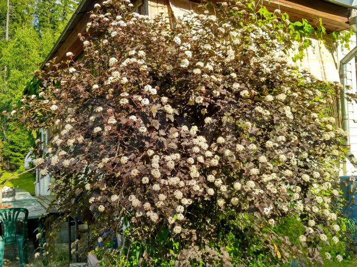 Дом 115 м² на участке 29 сот.