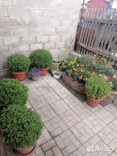 Хризантемы мультифлора