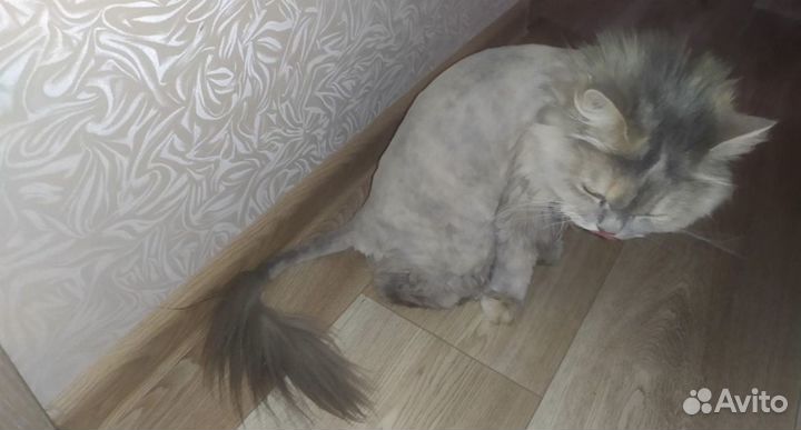 Продам машинку для стрижки кошек и собак