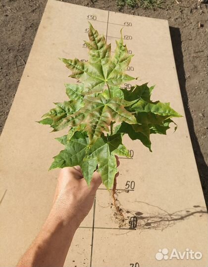 Клен канадский - саженецы