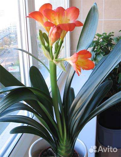 Комнатные цветы кливия