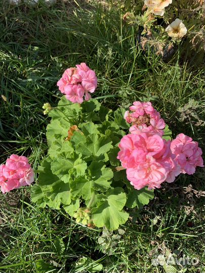 Пеларгония герань