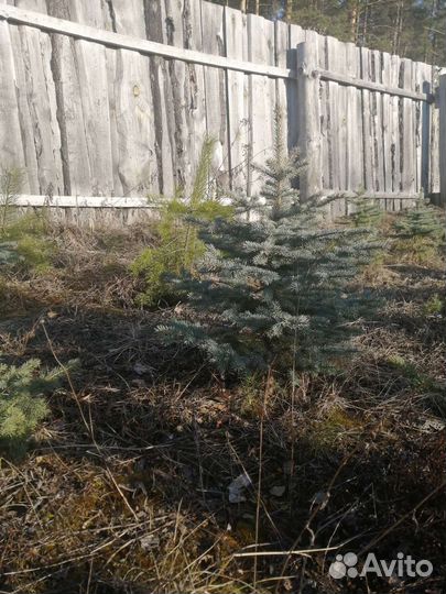 Ель голубая