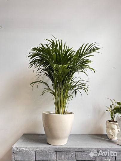 Пальма арека (Хризoлидокaрпус) 100 см