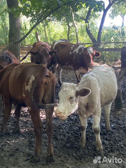 Телята месной и молчной породы