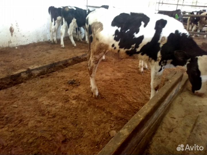 Бычки на откорм