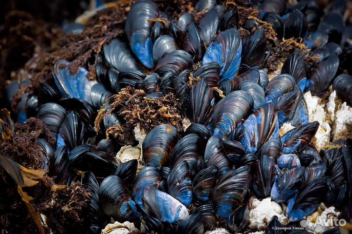 Мидии высокого качества