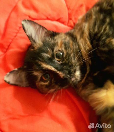 Сникерс-Конфетка котенок, трехцветка