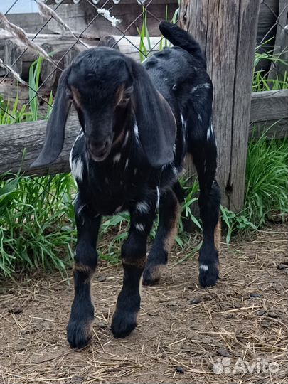 Продам козлят