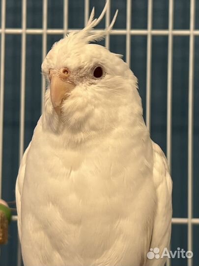 Корелла, белый