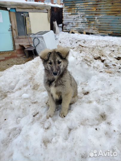 Собака в добрые руки щенок