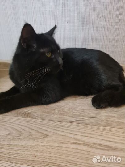 Кот в добрые руки