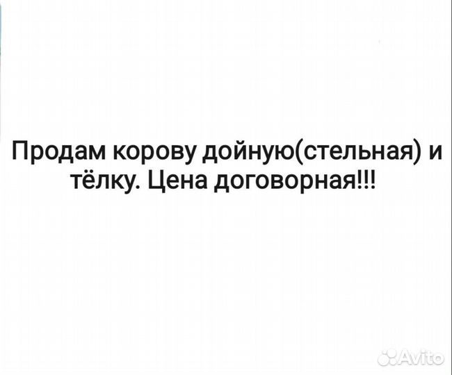 Корова дойная