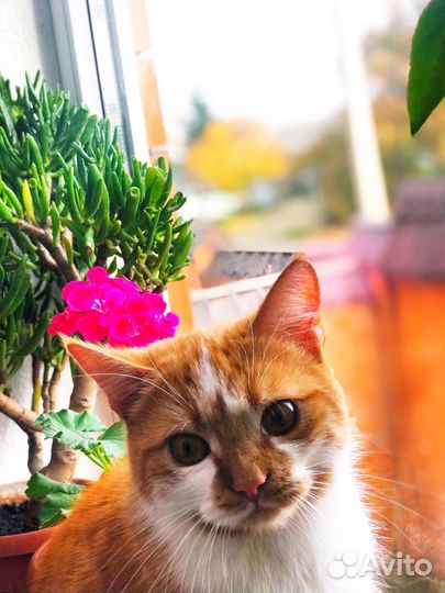 Передержка кошек