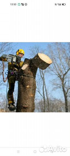 Спилка деревьев