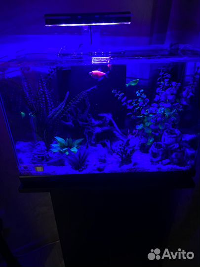 Аквариум с тумбой и рыбками