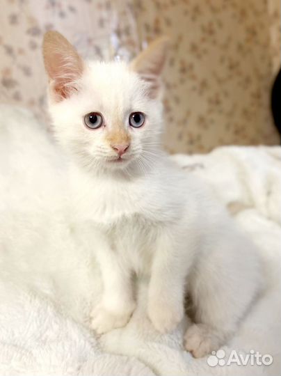 Котенок 1,5 месяца