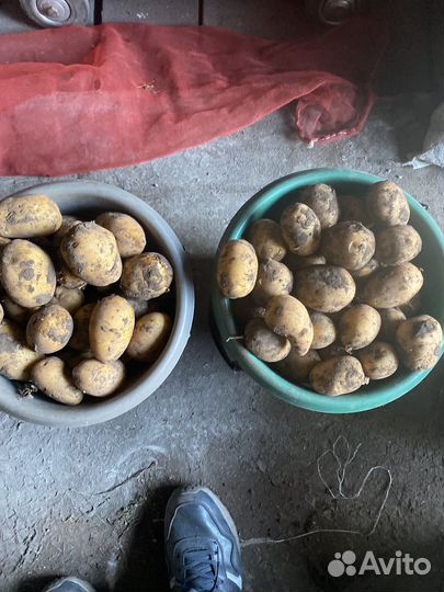 Продам картофель