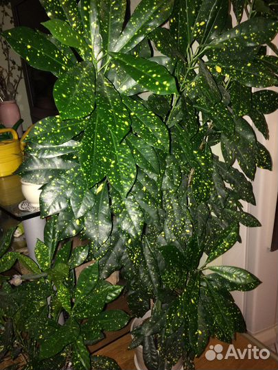 Кротон аукуболистный. Сциндапсус золотистый