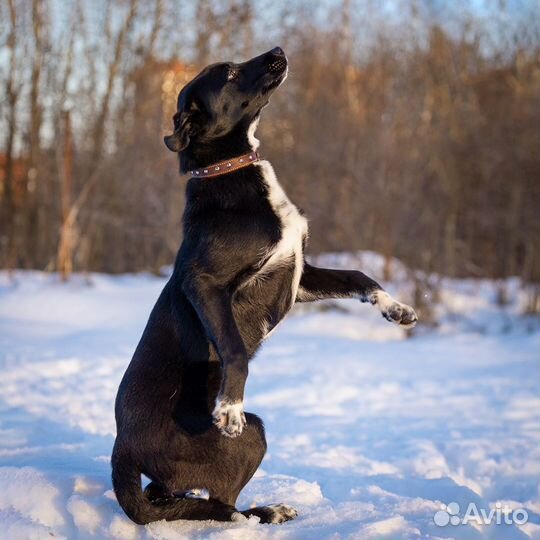 Собака в добрые руки