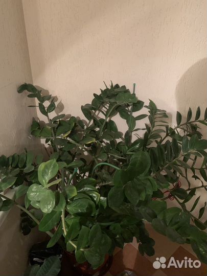 Денежное дерево